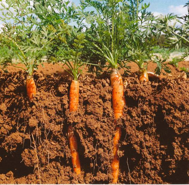 Carrot root